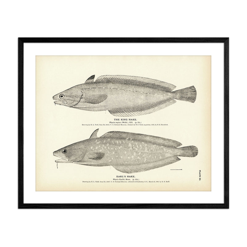 King Hake and Earl's Hake Art Print - Muir Way - Fisheries