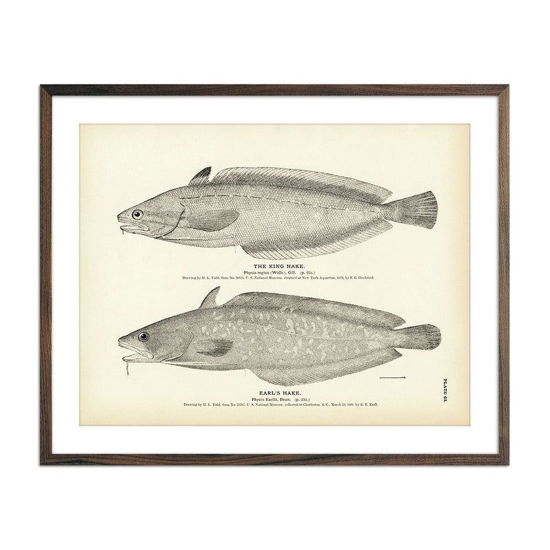 King Hake and Earl's Hake Art Print - Muir Way - Fisheries