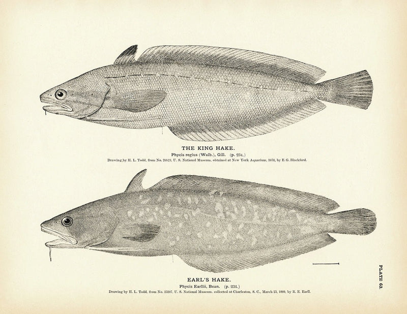 King Hake and Earl's Hake Art Print - Muir Way - Fisheries