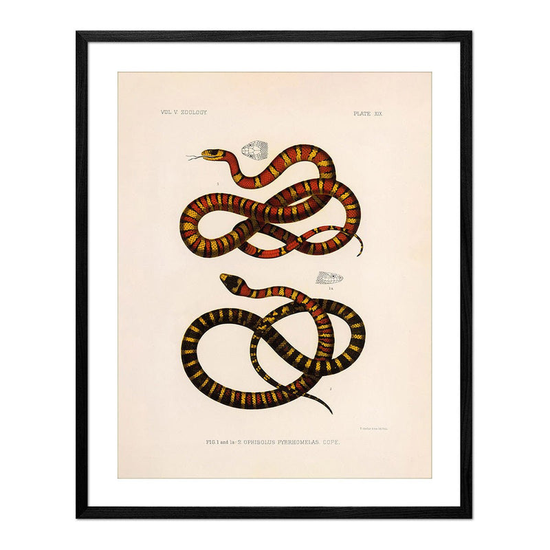 King Snake Art Print - Muir Way - Animals