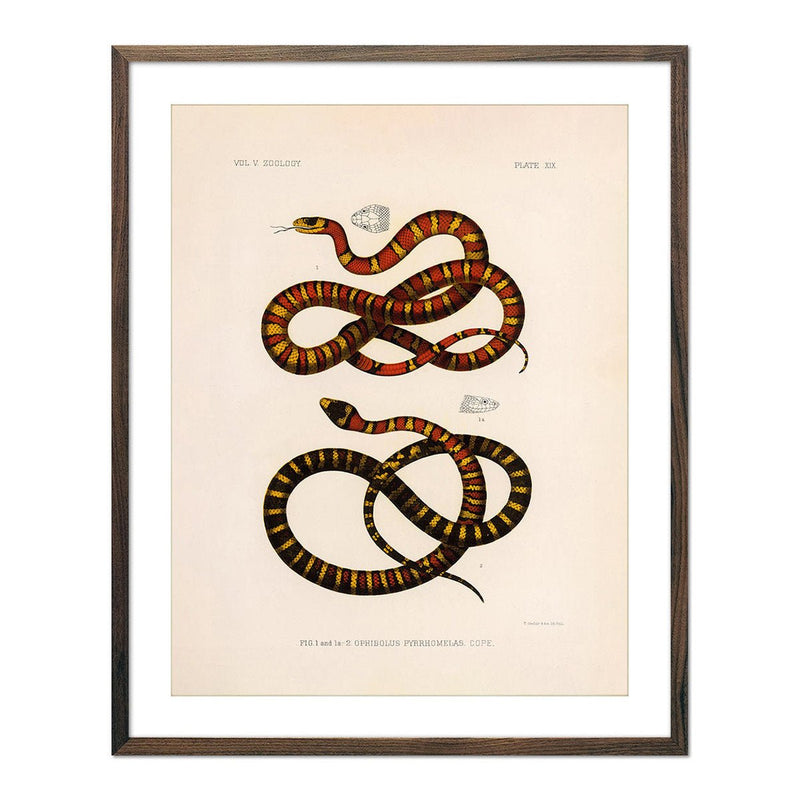 King Snake Art Print - Muir Way - Animals