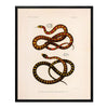 King Snake Art Print