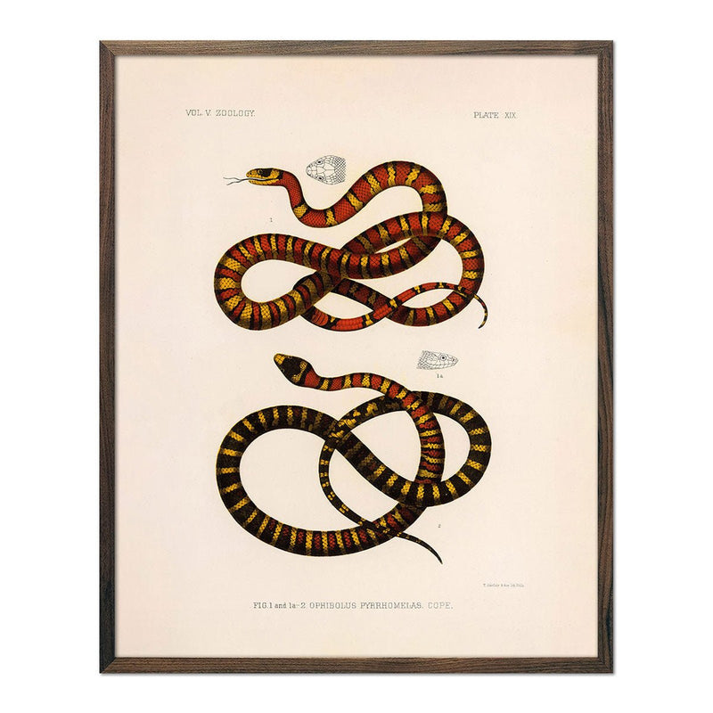 King Snake Art Print - Muir Way - Animals