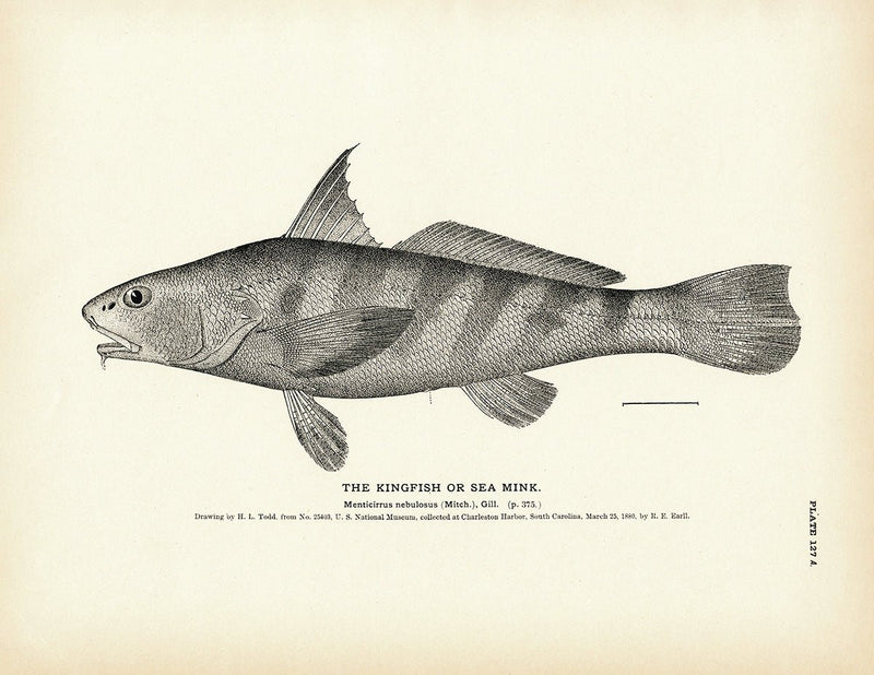 Kingfish (Sea Mink) Art Print - Muir Way - Fisheries