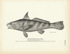 Kingfish (Sea Mink) Art Print