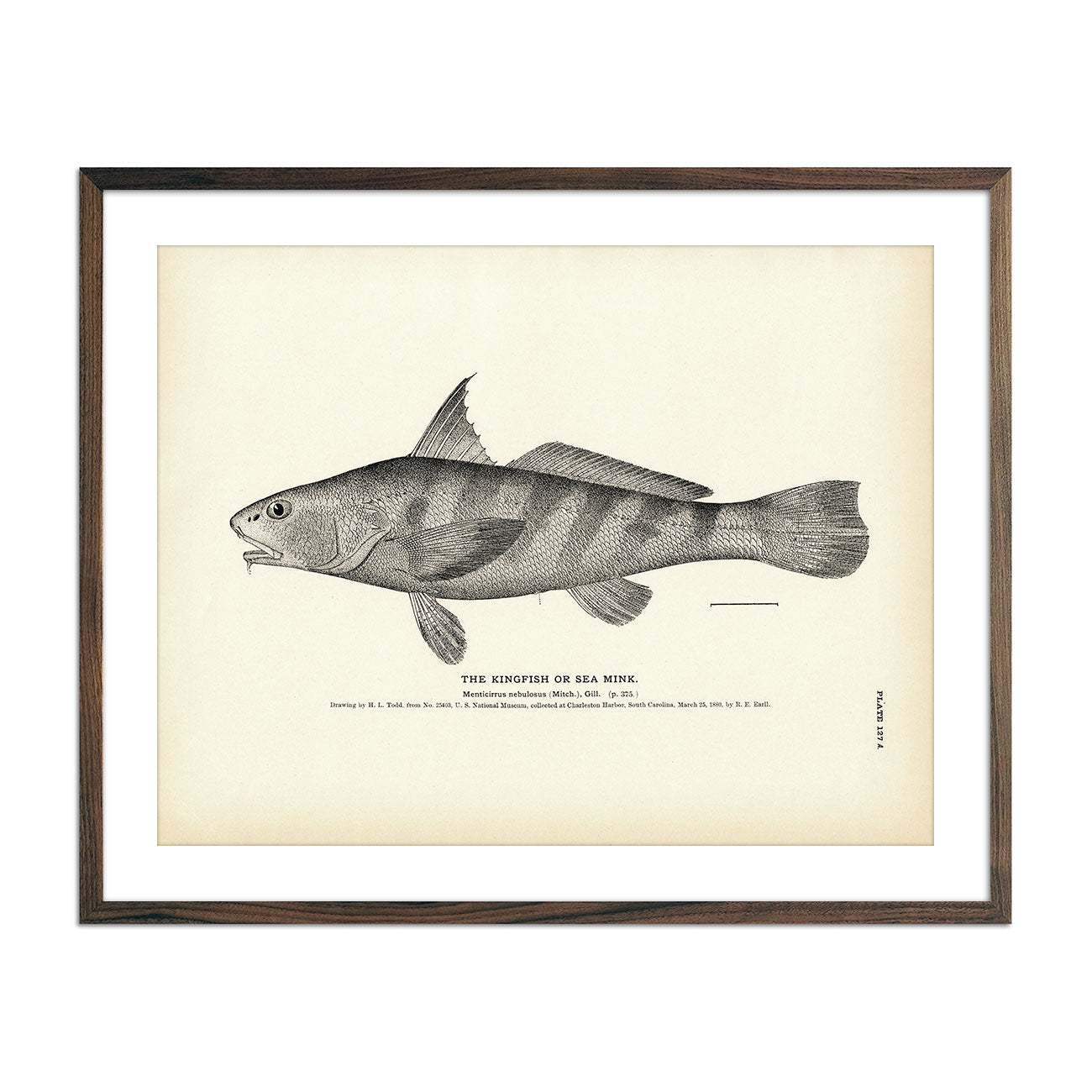 Vintage Kingfish print