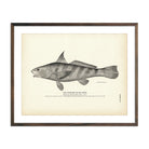 Vintage Kingfish print