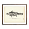 Vintage Kingfish print