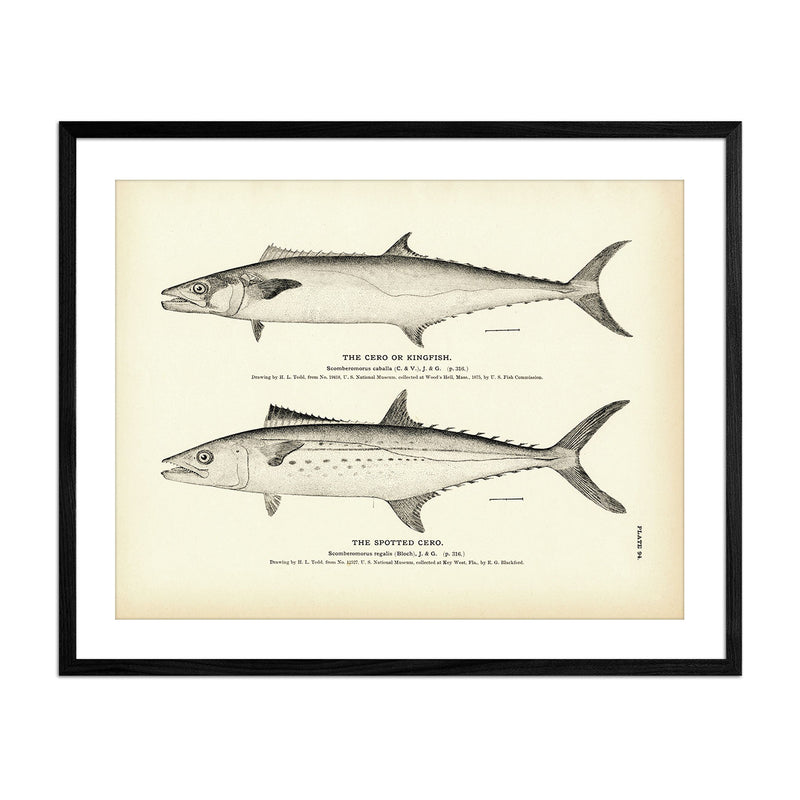 Cero (Kingfish) and Spotted Cero Art Print - Muir Way - Fisheries