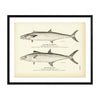 Cero (Kingfish) and Spotted Cero Art Print