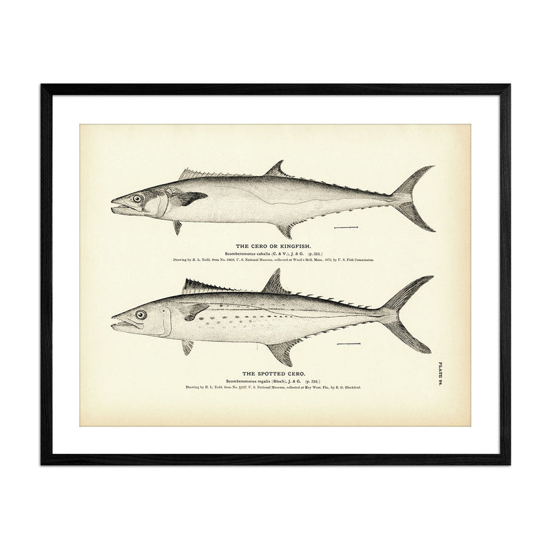 Vintage Cero and Spotted Cero fish print