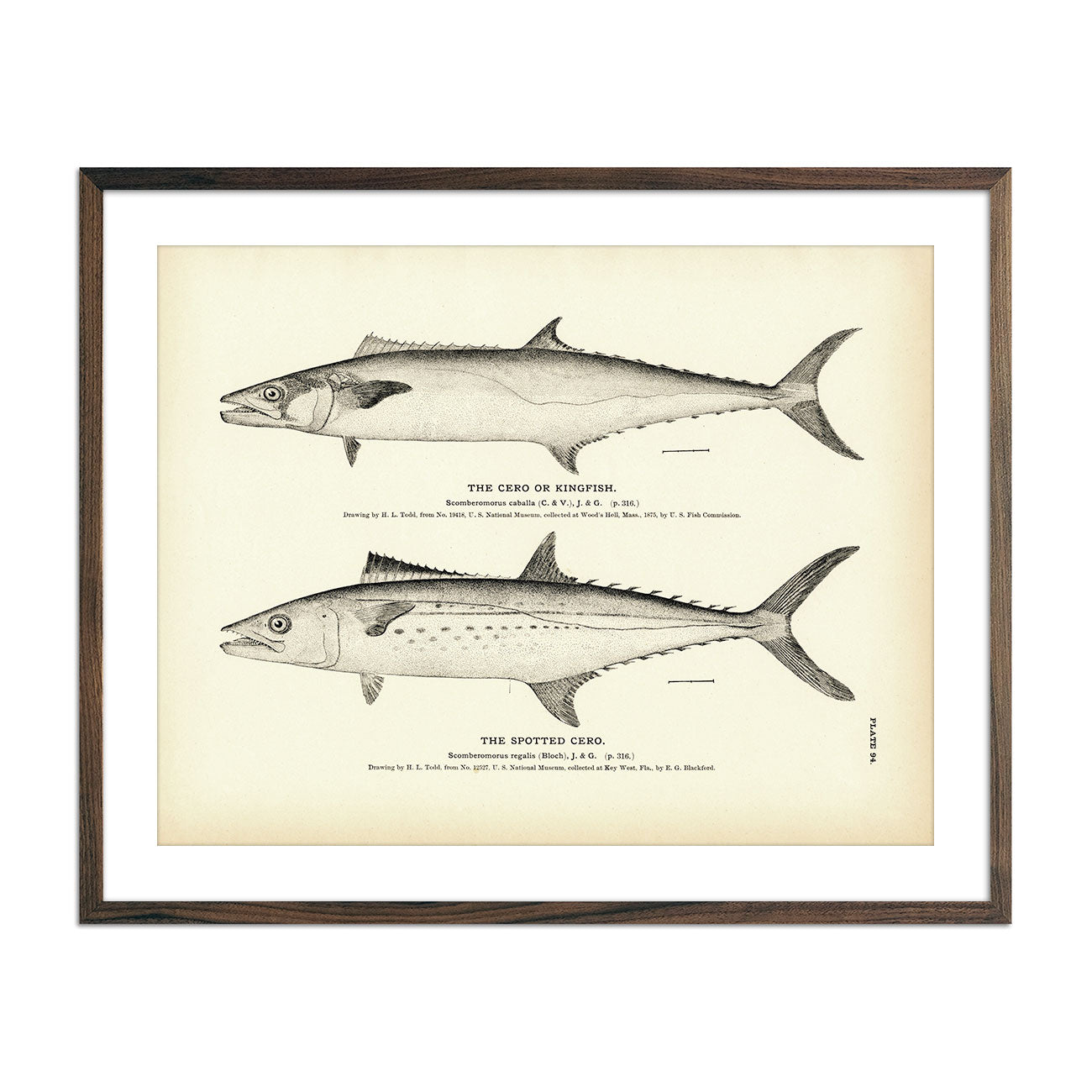 Cero (Kingfish) and Spotted Cero Art Print