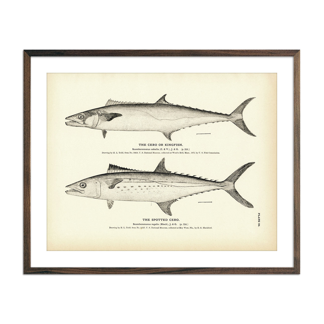 Vintage Cero and Spotted Cero fish print