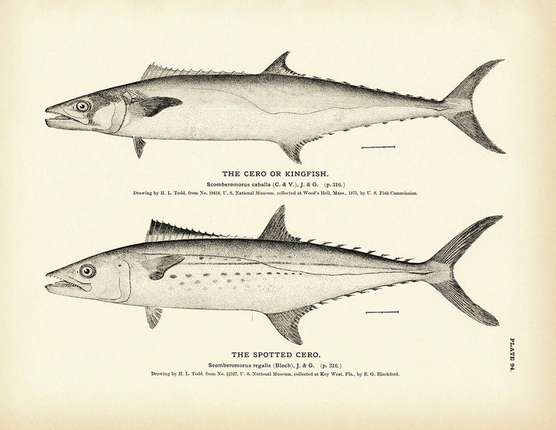 Cero (Kingfish) and Spotted Cero Art Print - Muir Way - Fisheries