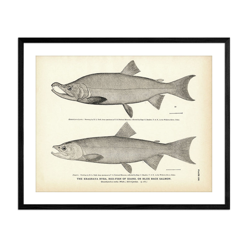 Krasnaya Ryba (Red - Fish of Idaho) (Blue Back Salmon) Art Print - Muir Way - Fisheries