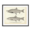 Krasnaya Ryba (Red-Fish of Idaho) (Blue Back Salmon) Art Print