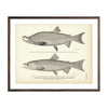 Vintage Krasnaya Ryba fish print