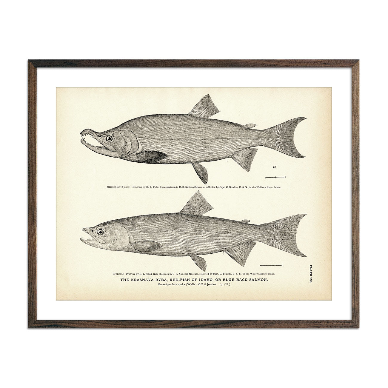 Vintage Krasnaya Ryba fish print