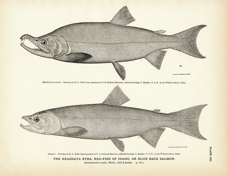 Krasnaya Ryba (Red - Fish of Idaho) (Blue Back Salmon) Art Print - Muir Way - Fisheries