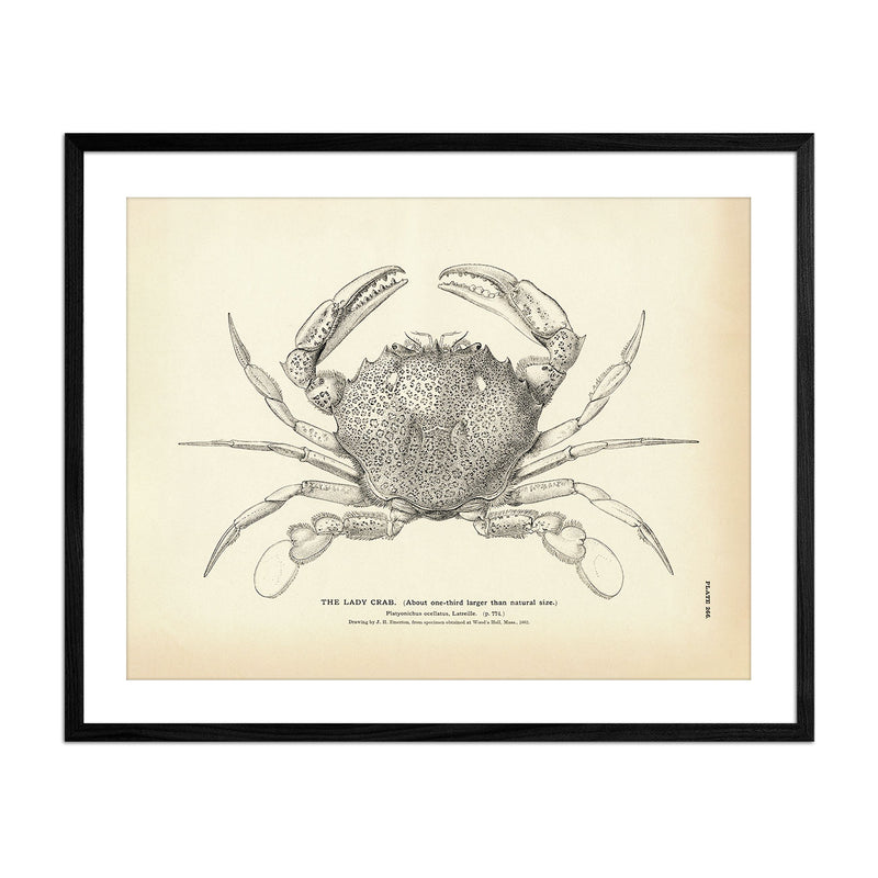 Lady Crab Art Print - Muir Way - Fisheries