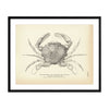 Lady Crab Art Print