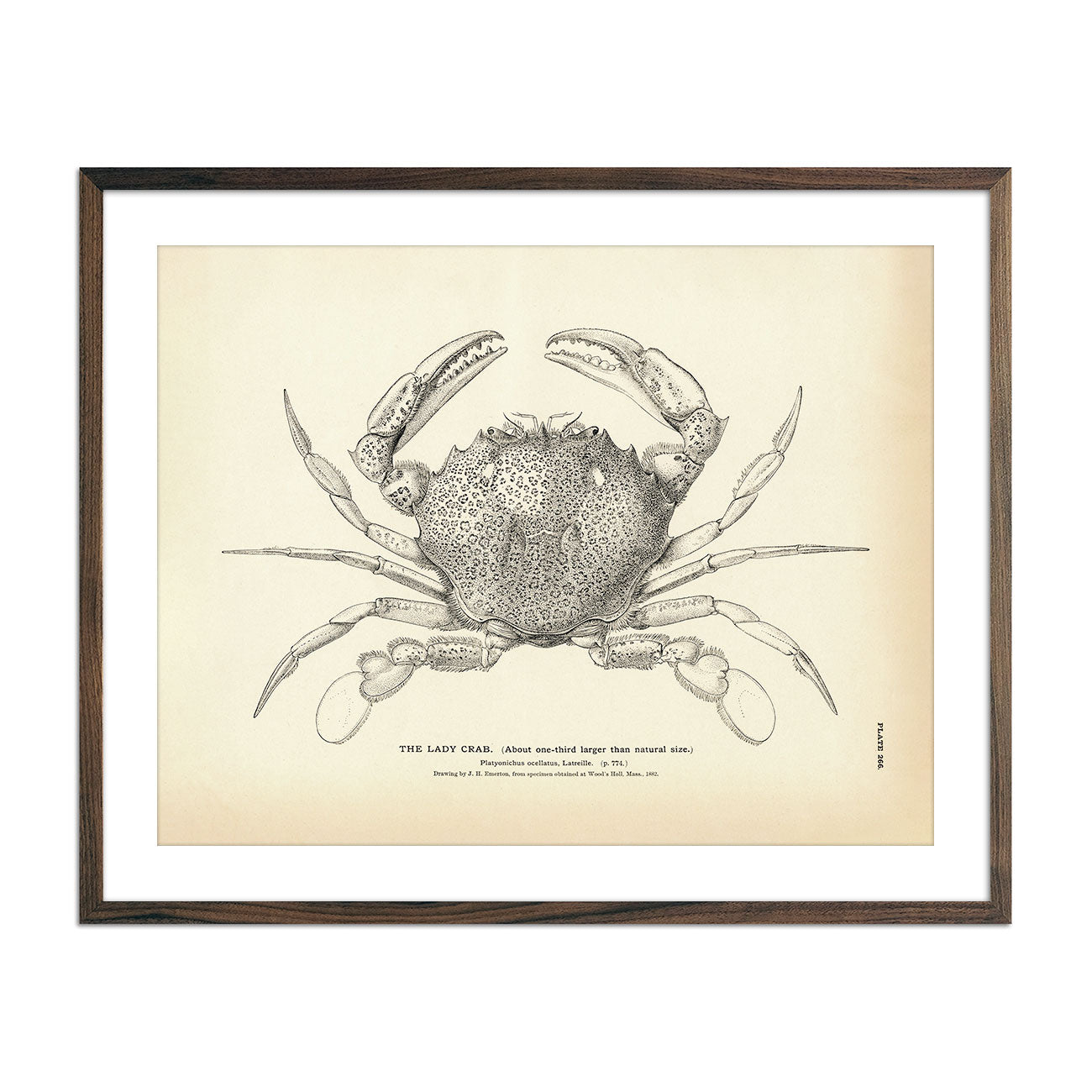 Vintage Lady Crab fish print
