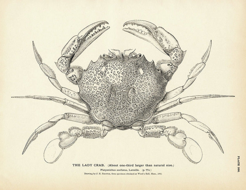 Lady Crab Art Print - Muir Way - Fisheries