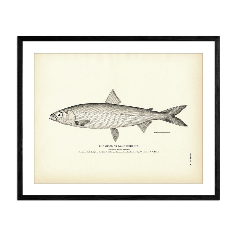 Cisco (Lake Herring) Art Print - Muir Way - Fisheries