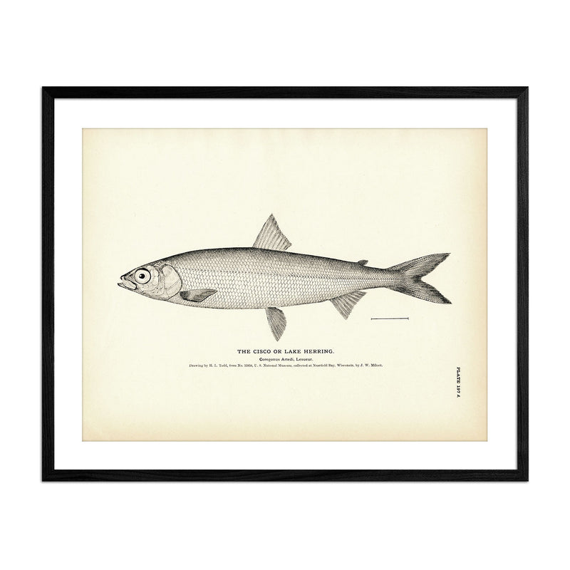 Vintage Cisco fish print