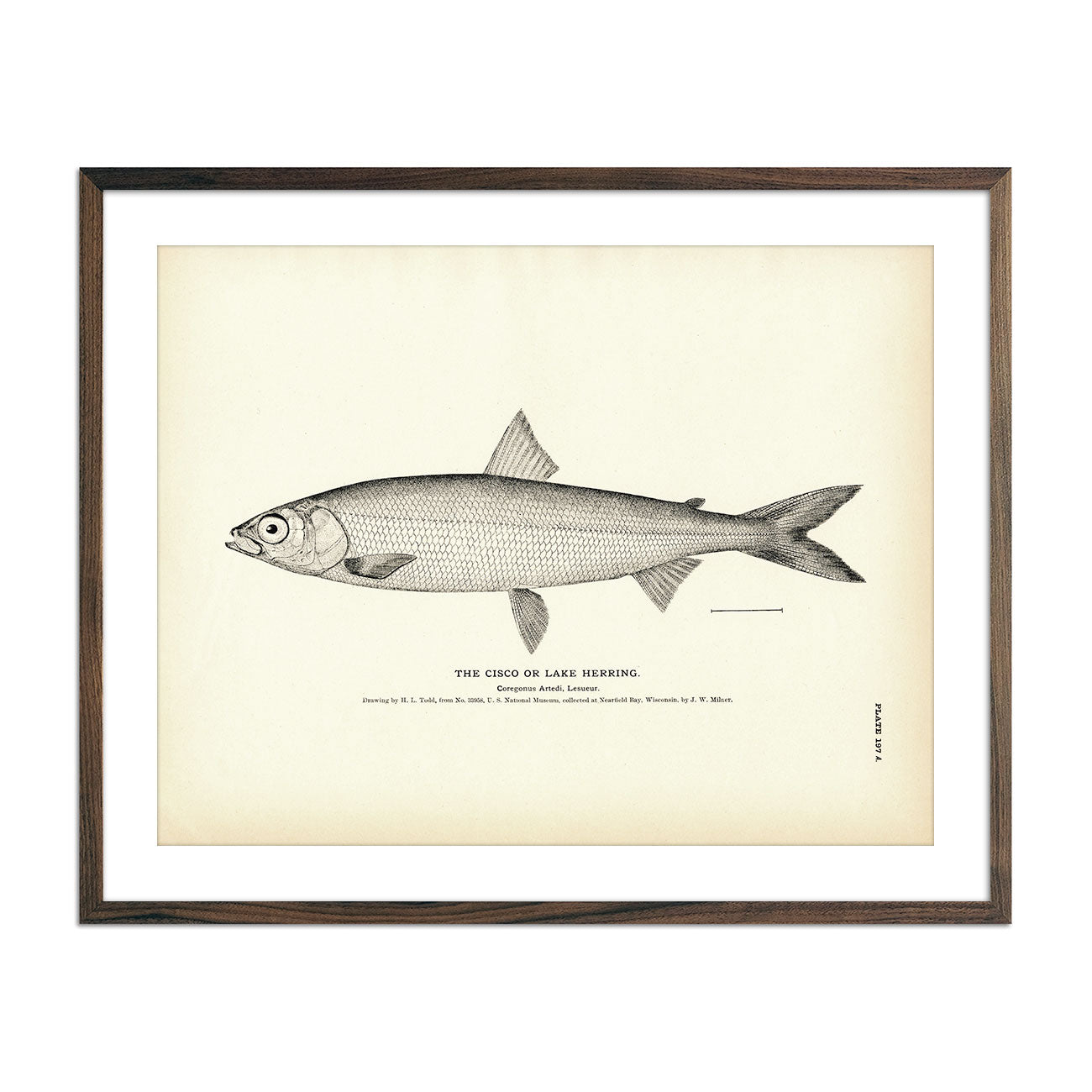 Vintage Cisco fish print