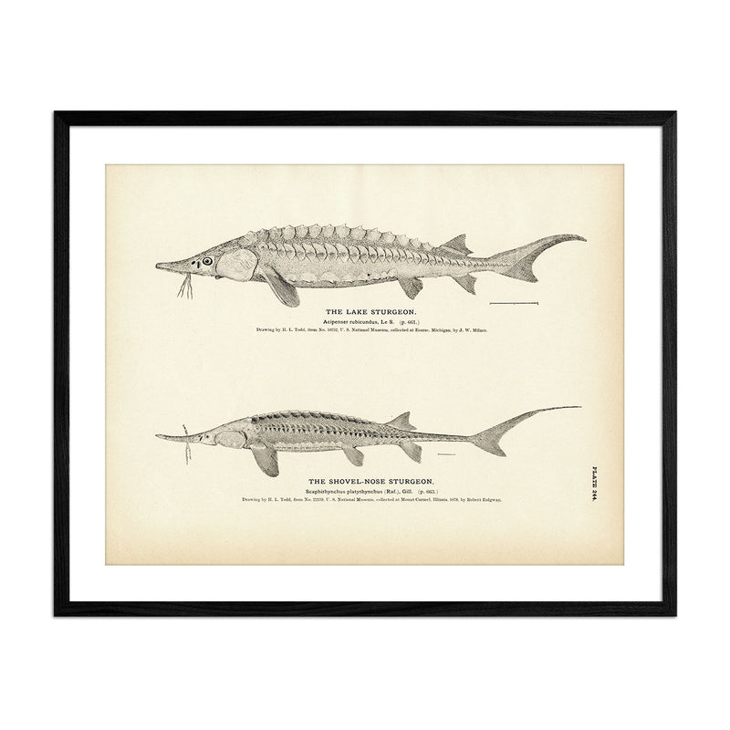 Lake Sturgeon and Shovel - Nose Sturgeon Art Print - Muir Way - Fisheries