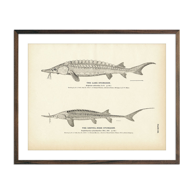 Lake Sturgeon and Shovel-Nose Sturgeon - 1884 Print | Muir Way