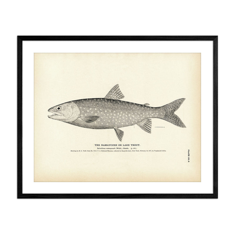 Namaycush (Lake Trout) Art Print - Muir Way - Fisheries