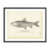 Namaycush (Lake Trout) Art Print