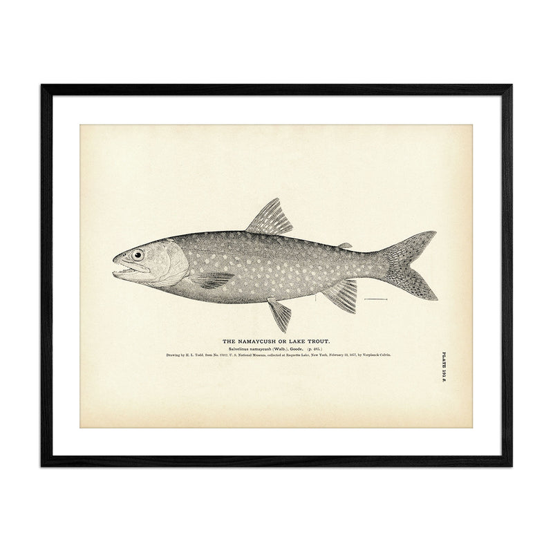 Vintage Namaycush fish print