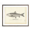 Vintage Namaycush fish print