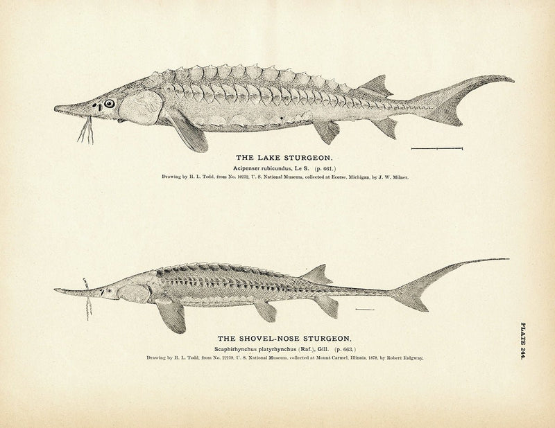 Lake Sturgeon and Shovel - Nose Sturgeon Art Print - Muir Way - Fisheries