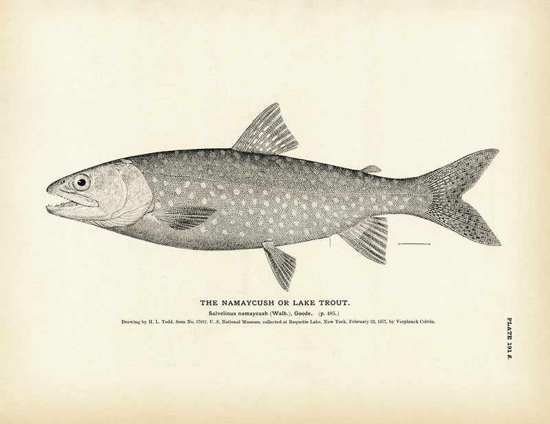 Namaycush (Lake Trout) Art Print - Muir Way - Fisheries