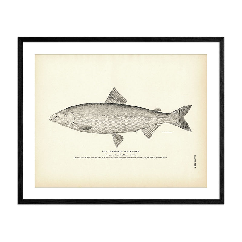 Lauretta Whitefish Art Print - Muir Way - Fisheries