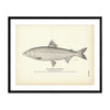 Lauretta Whitefish Art Print