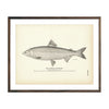 Vintage Lauretta Whitefish print