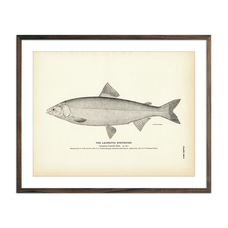 Lauretta Whitefish - 1884 Print | Muir Way