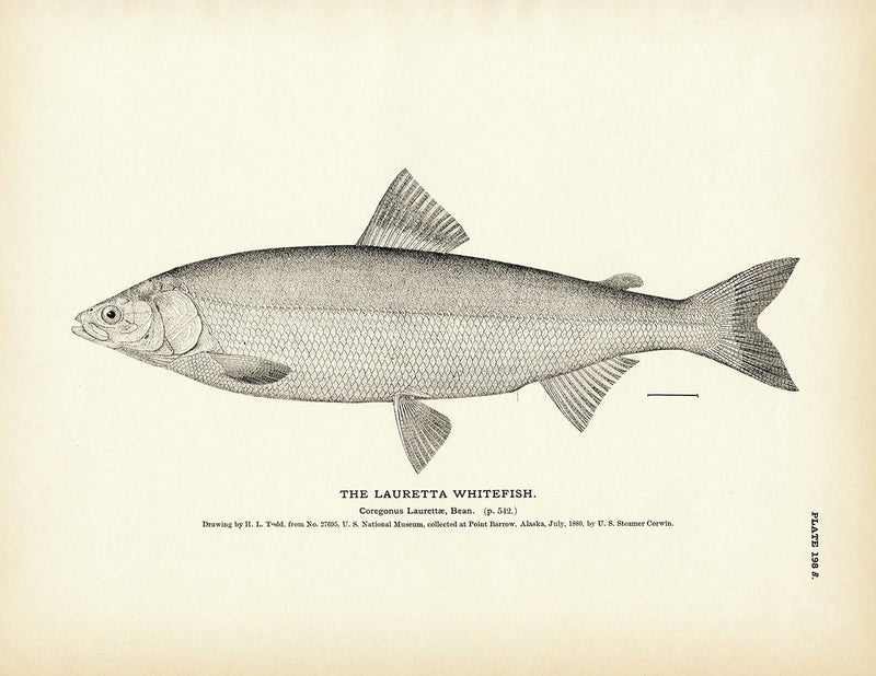 Lauretta Whitefish Art Print - Muir Way - Fisheries