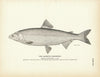 Lauretta Whitefish Art Print