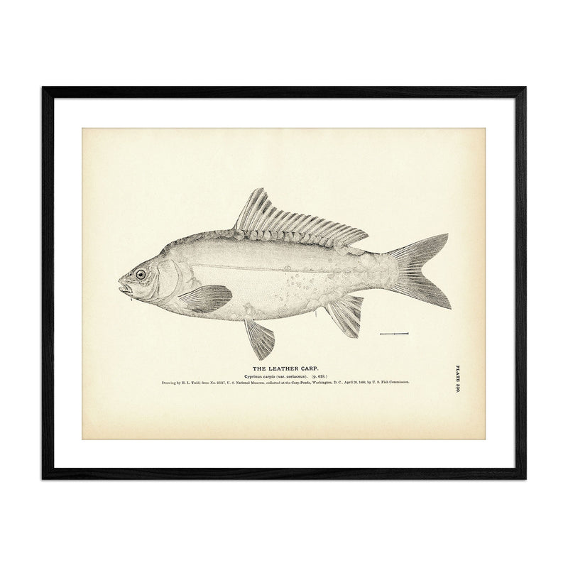 Leather Carp Art Print - Muir Way - Fisheries