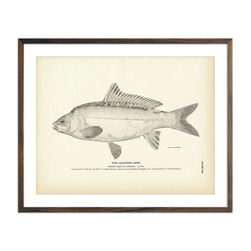 Leather Carp Art Print - Muir Way - Fisheries