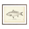Vintage Leather Carp fish print