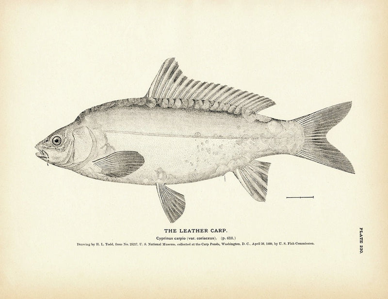 Leather Carp Art Print - Muir Way - Fisheries