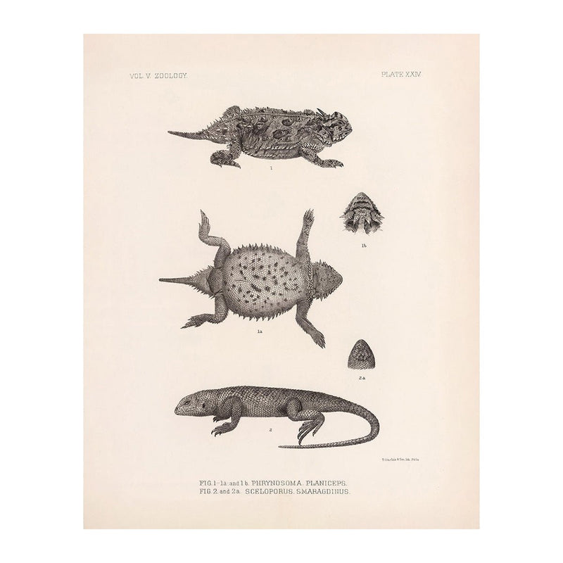 Lizards - 1 Art Print - Muir Way - Animals