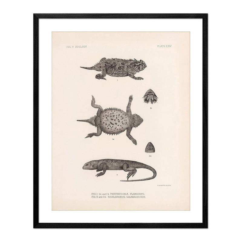 Lizards - 1 Art Print - Muir Way - Animals